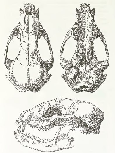 MSU_V2P1b_-_Procyon_lotor_skull