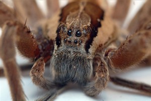 Nursery_Web_Spider_Eyes