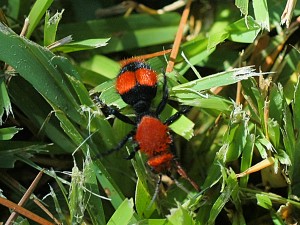 Red_Velvet_Ant
