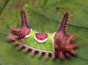 Saddleback caterpillar from patrick collin flicker