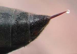 Waspstinger1658-2