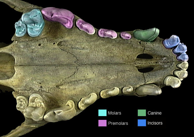 animal dentition animal diversity