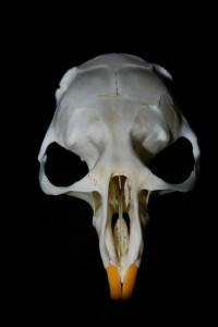 mike simpson flicker sharing rodent skull