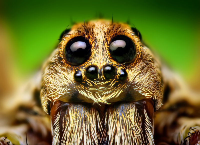 800px-Eye_Arrangement_of_a_Hogna_Wolf_Spider