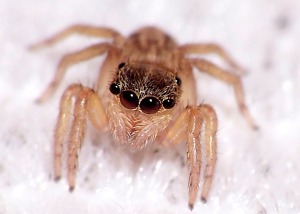 8_Eyes_Again_(spider)