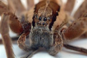 Nursery_Web_Spider_Eyes