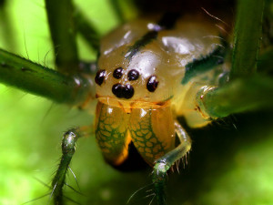 Orchard spider Thomas Shahan flicker