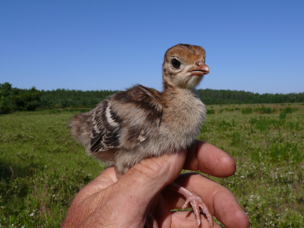 Baby_turkey_in_FL