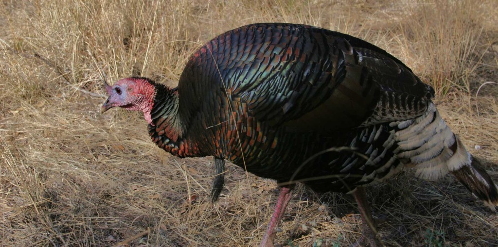 Gould_Wild_turkey