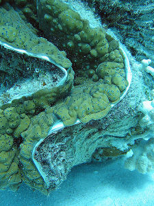 450px-Giant_clam_detail