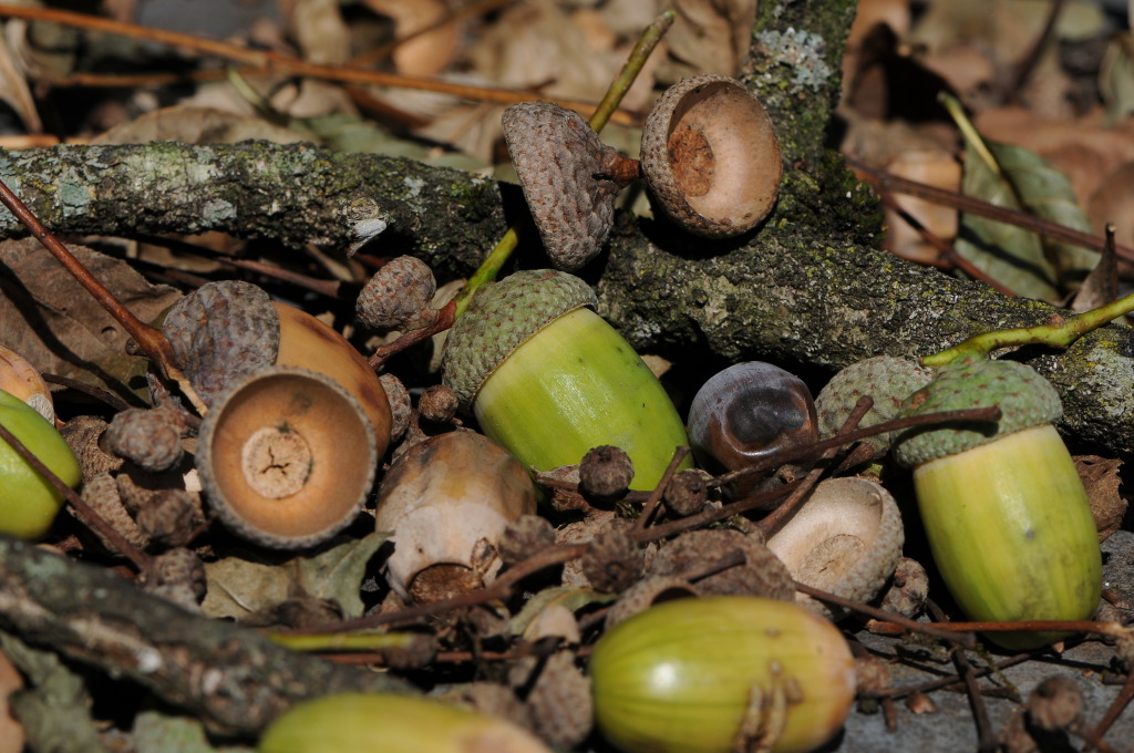 Acorns_of_Quercus_robur,_Eichel_der_Stieleiche_19