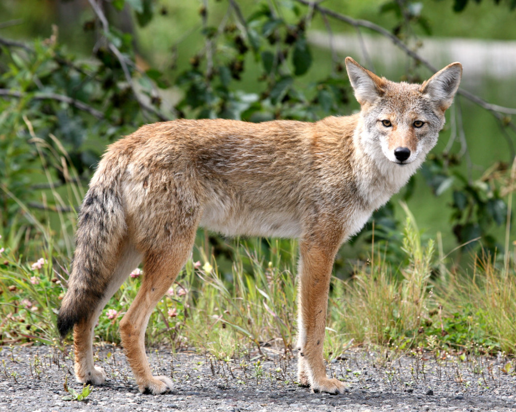 Coyote_in_Alaska