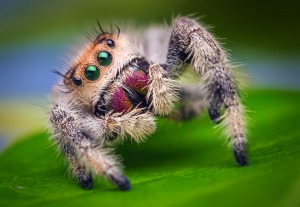Female_Jumping_Spider_-_Phidippus_regius_-_Florida (1)
