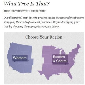 arbor day guide