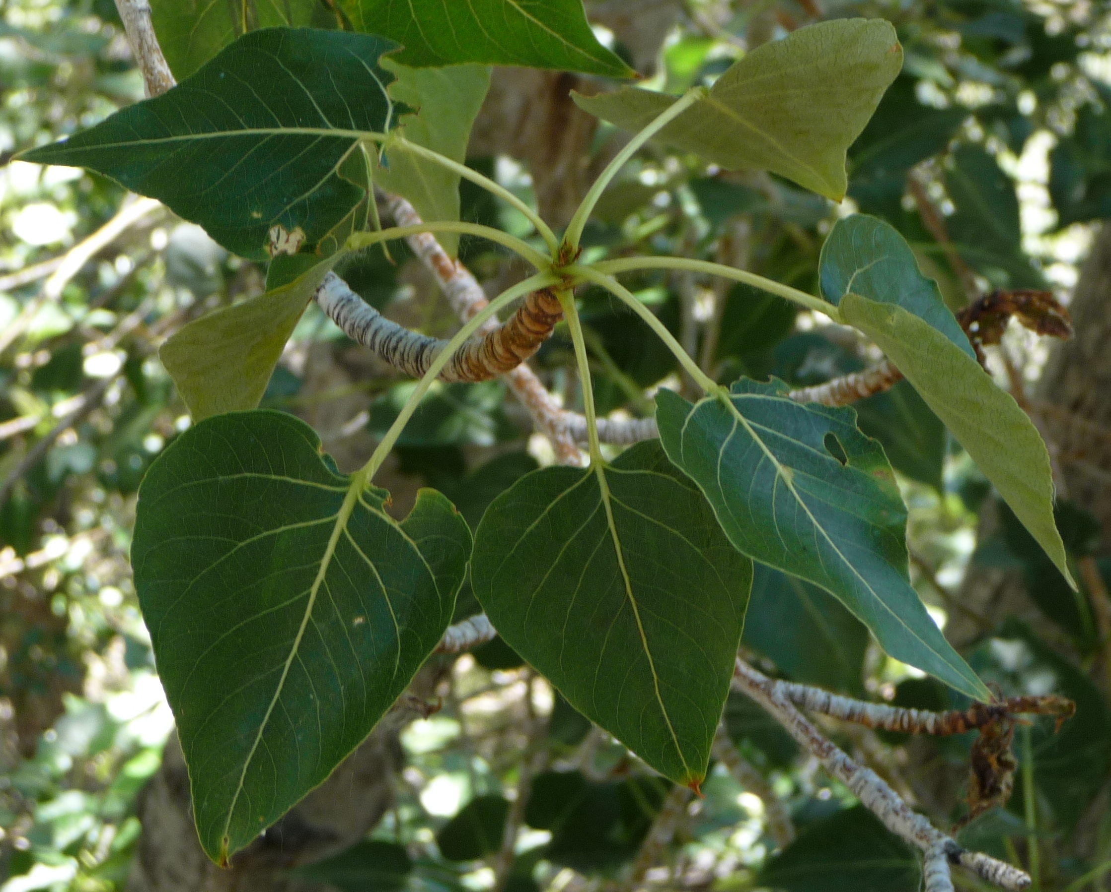 cotton wood leaves