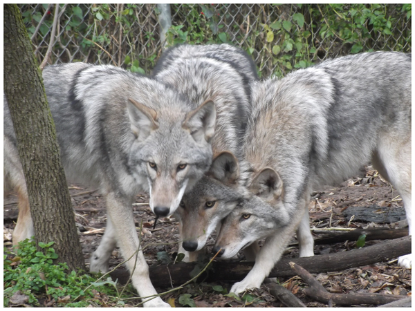 coywolf wiki