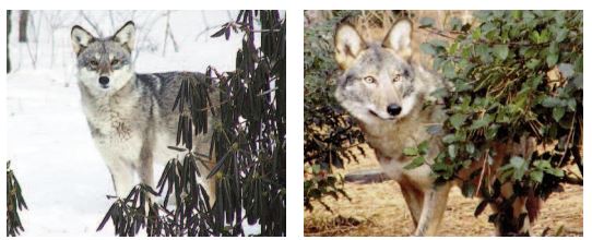 coywolves from canadia journal
