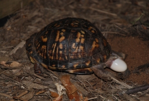 Eastern_Box_Turtle_8680