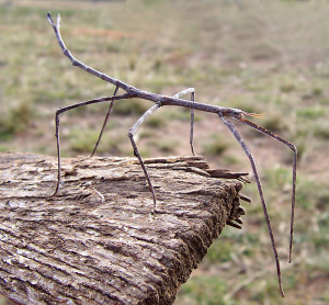 Ctenomorpha_chronus02