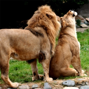 Lions_in_love