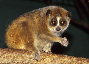Nycticebus_pygmaeus_004