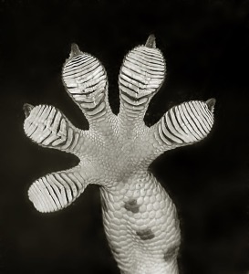 Tokay_foot