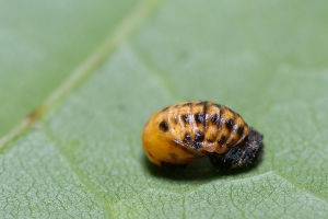 1024px-Coccinella_hieroglyphica_pupa