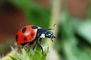 1024px-Coccinella_magnifica01