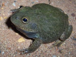 1280px-Cyclorana_platycephala