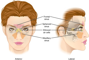 724_Paranasal_Sinuses