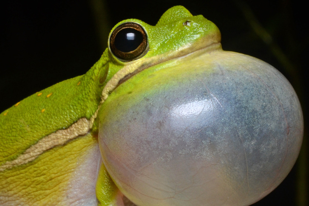 Flickr_-_ggallice_-_Green_tree_frog