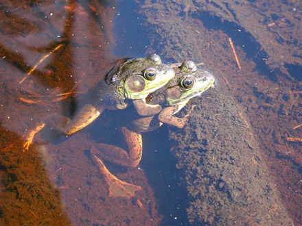 Green_frog_440