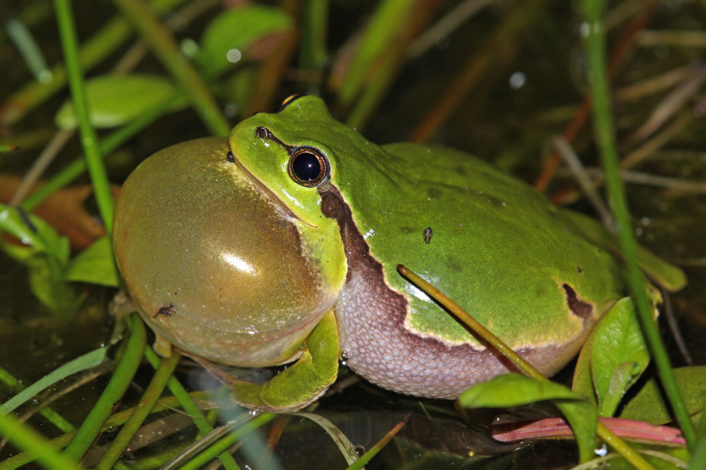 HylaArboreaCallingMale2