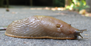 Lesma_Slug