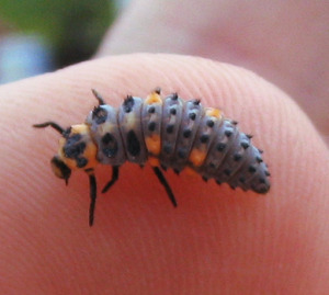 Marienkäferlarve_(Coccinellidae)_2