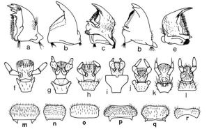 ladybug morphology poorani et. al