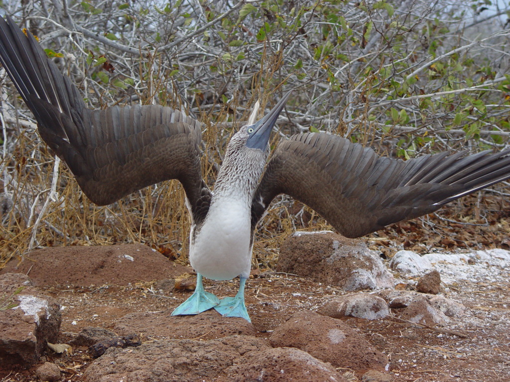 Blue-footed_Booby_(Sula_nebouxii)_-displaying
