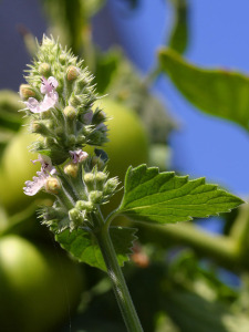Catnip-blossom