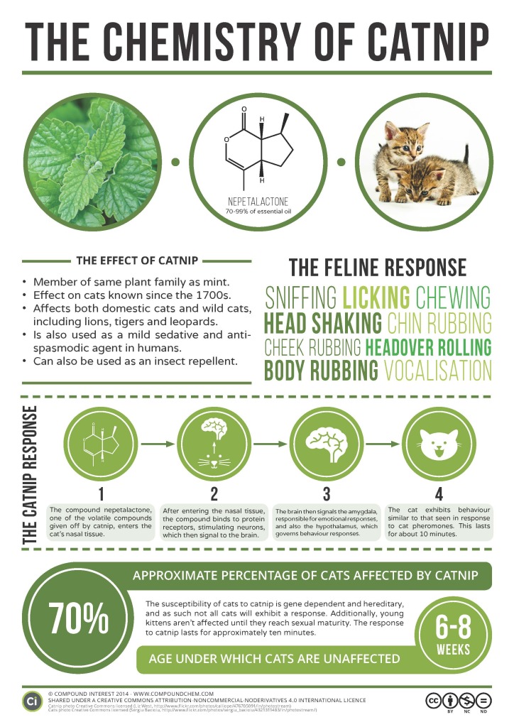 Chemistry-of-Catnip