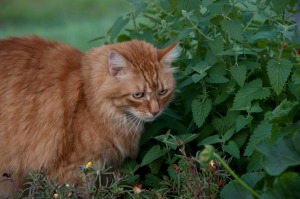 Gillie_and_the_catnip_(7382639870)