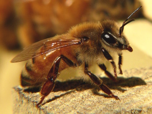 Honeybee-27527-1