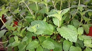 Mint_plant