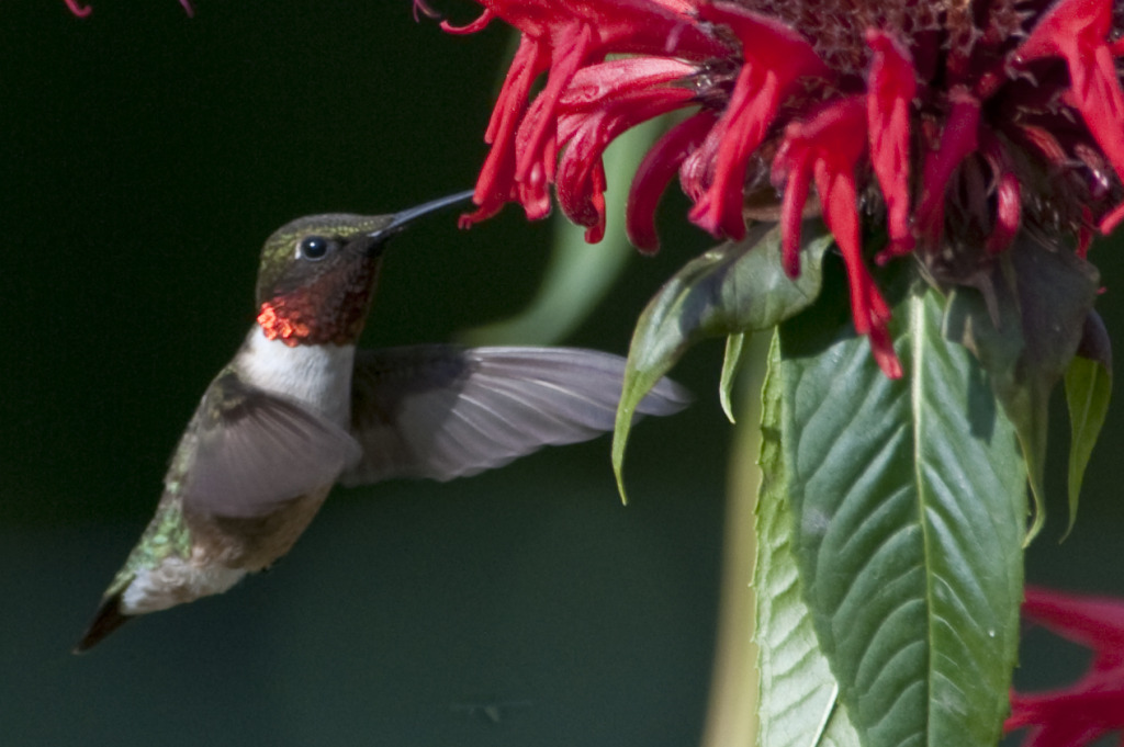 Ruby-Throated_Hummingbird_-_male