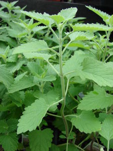 Starr_070906-8819_Nepeta_cataria