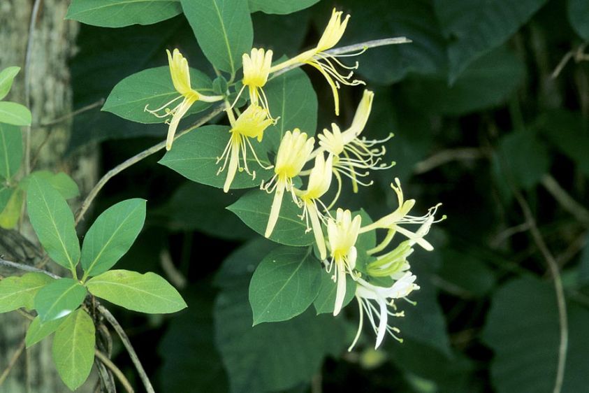 129_1Lonicera_japonica___Japanese_Honeysuckle___1518_20___920_x_72dpi