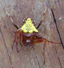 250px-Verrucosa_arenata_-_Arrowhead_Spider-3