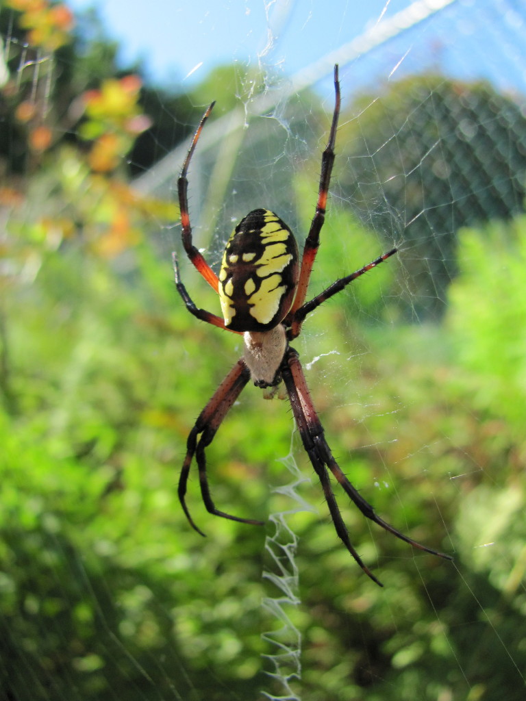 Spider in the backyard
