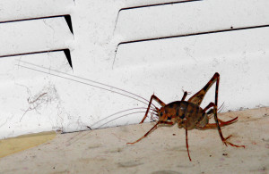 Camel Cricket