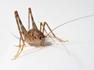Ceuthophiluscricket