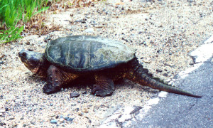 Common_Snapping_Turtle_1994